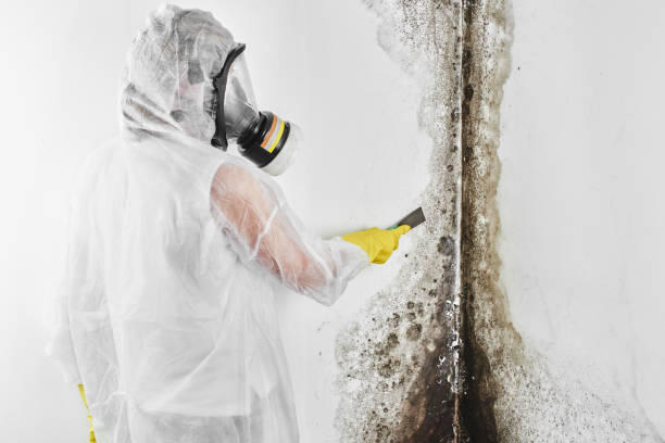 Best Commercial Mold Removal  in Powell, TN
