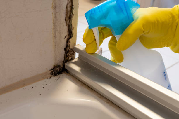 Best Mold Damage Repair  in Powell, TN