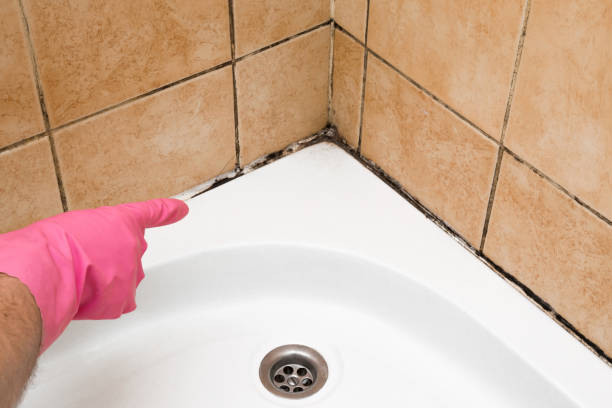 Best Emergency Mold Removal  in Powell, TN