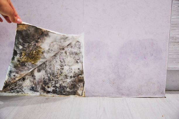 Best Mold Damage Repair  in Powell, TN